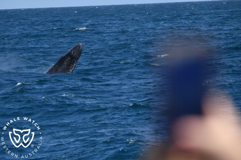 Whale Watch Western Australia