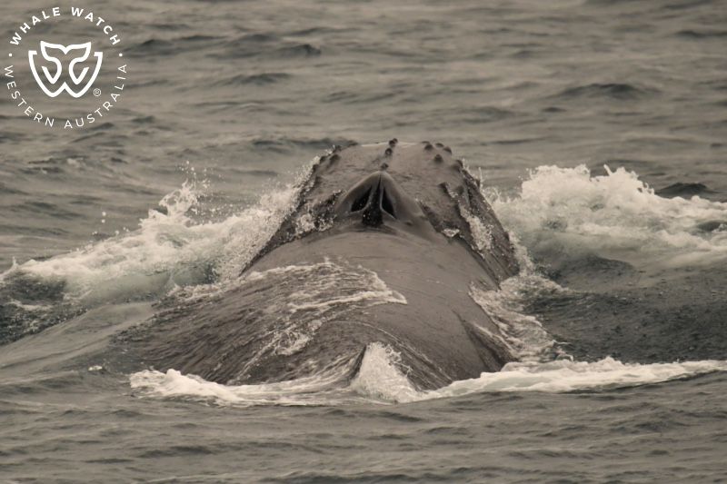 Whale Watch Western Australia