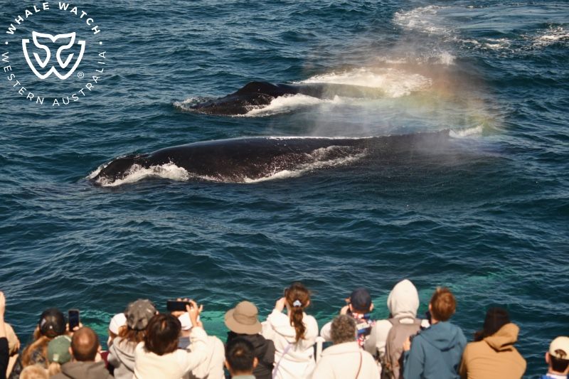Whale Watch Western Australia