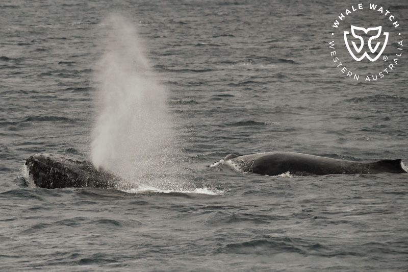 Whale Watch Western Australia