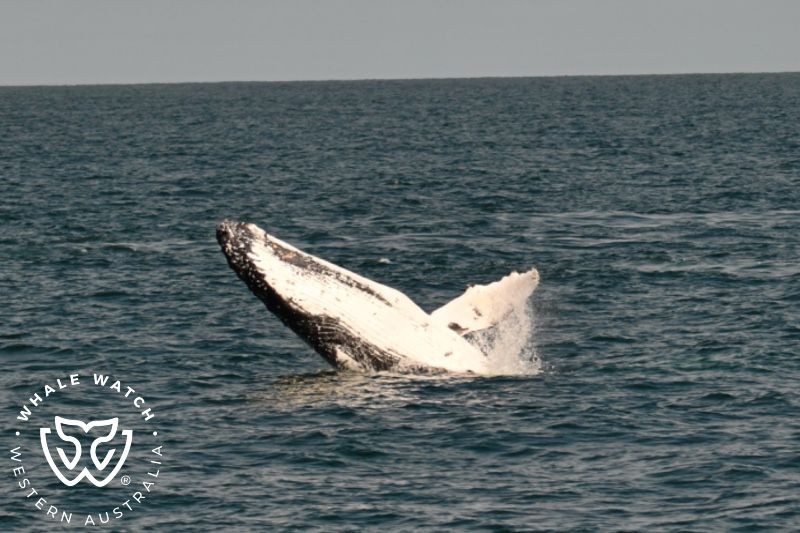 Whale Watch Western Australia