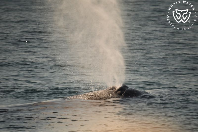 Whale Watch Western Australia