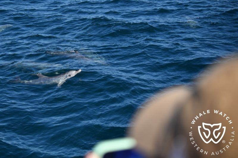 Whale Watch Western Australia