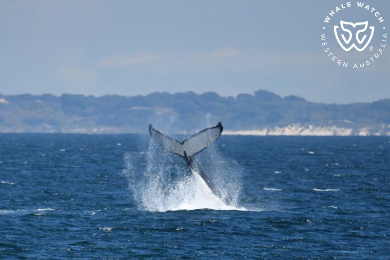 Whale Watch Western Australia