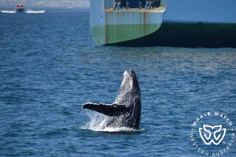 Whale Watch Western Australia