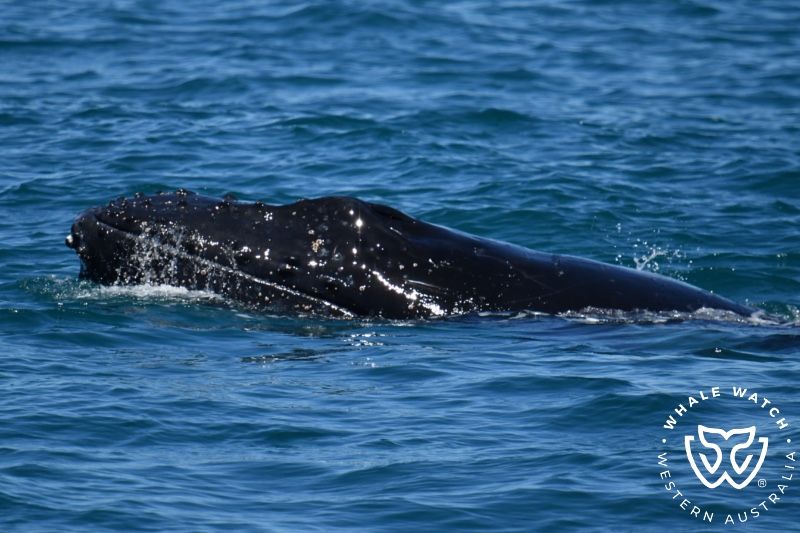 Whale Watch Western Australia