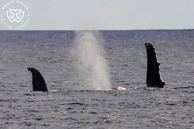 Whale Watch Western Australia