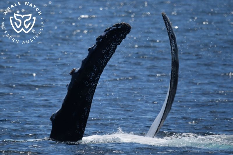 Whale Watch Western Australia