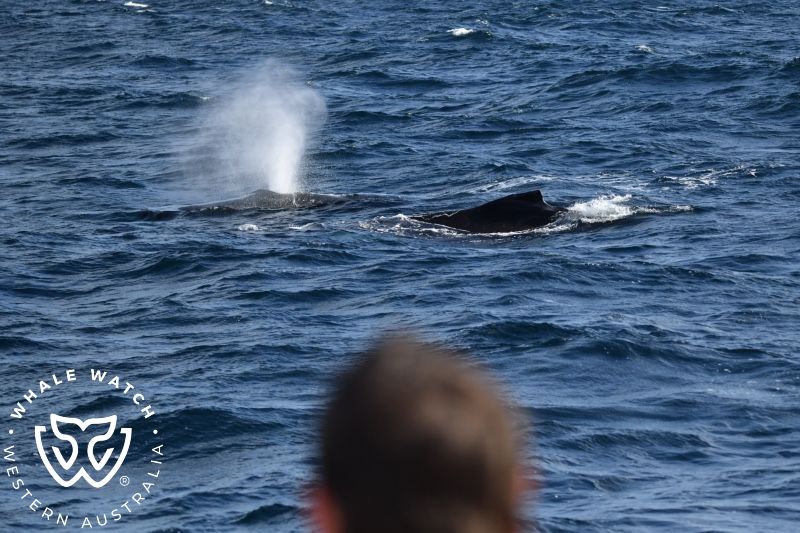 Whale Watch Western Australia