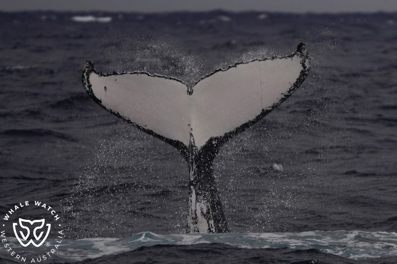 Whale Watch Western Australia