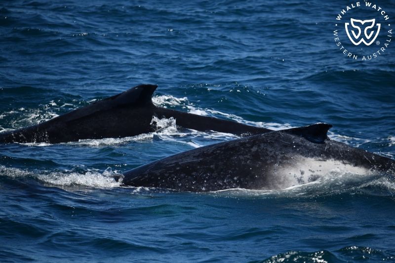 Whale Watch Western Australia