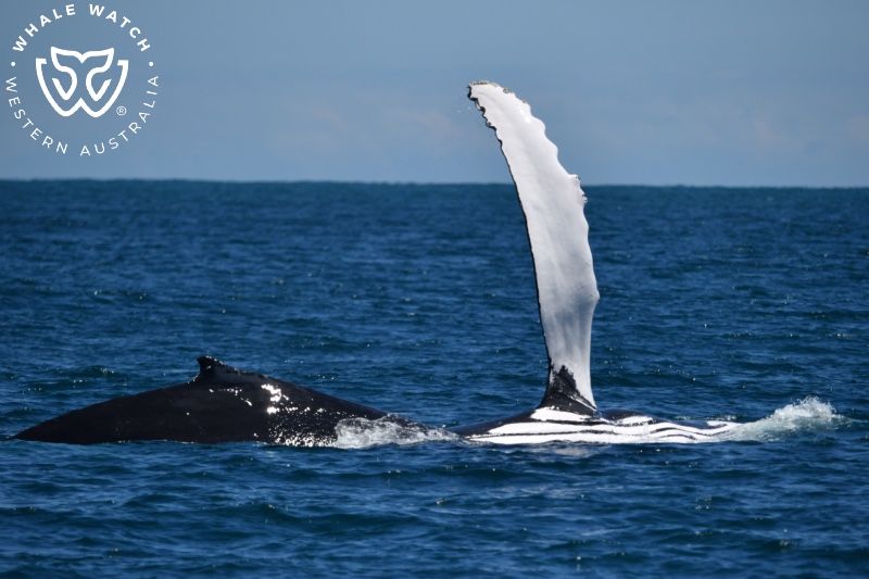 Whale Watch Western Australia