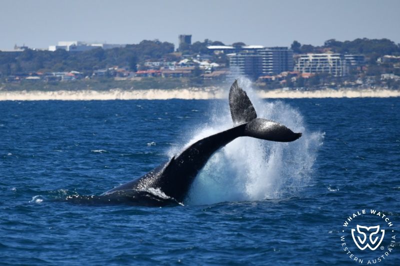 Whale Watch Western Australia