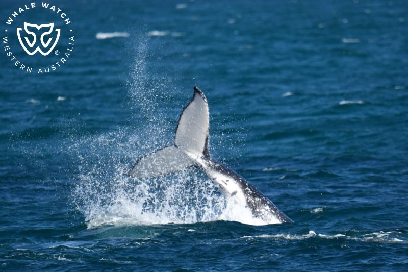 Whale Watch Western Australia