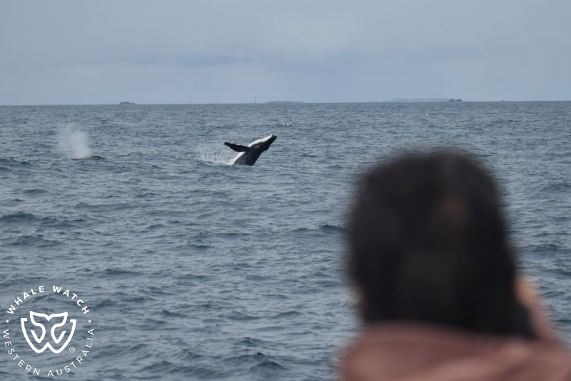 Whale Watch Western Australia