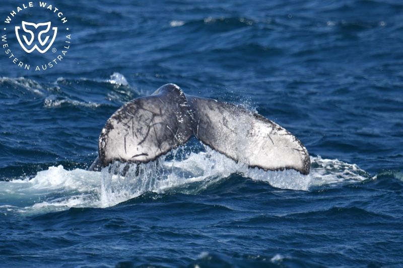 Whale Watch Western Australia