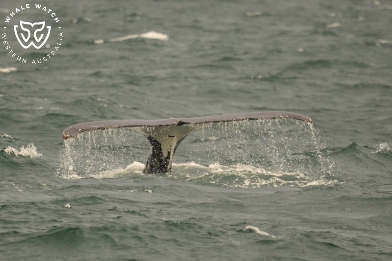 Whale Watch Western Australia