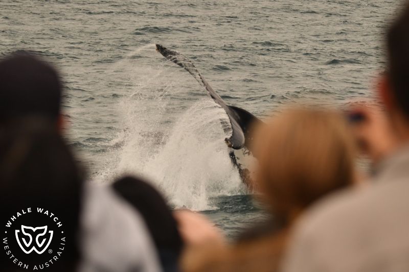 Whale Watch Western Australia