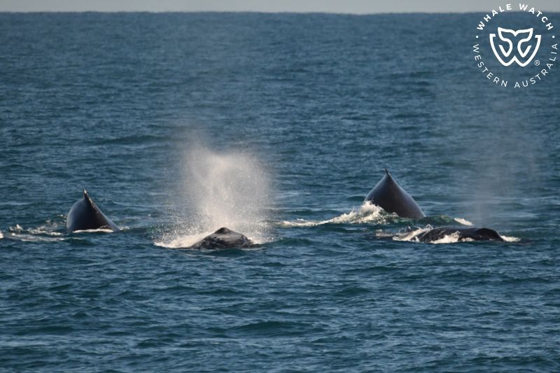 Whale Watch Western Australia