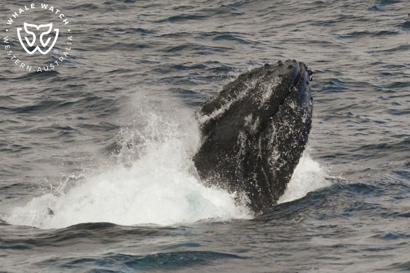 Whale Watch Western Australia