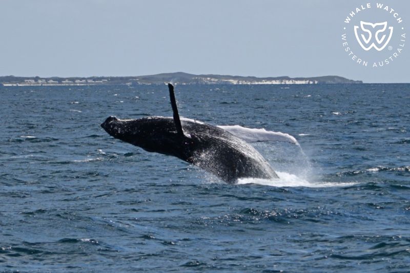 Whale Watch Western Australia