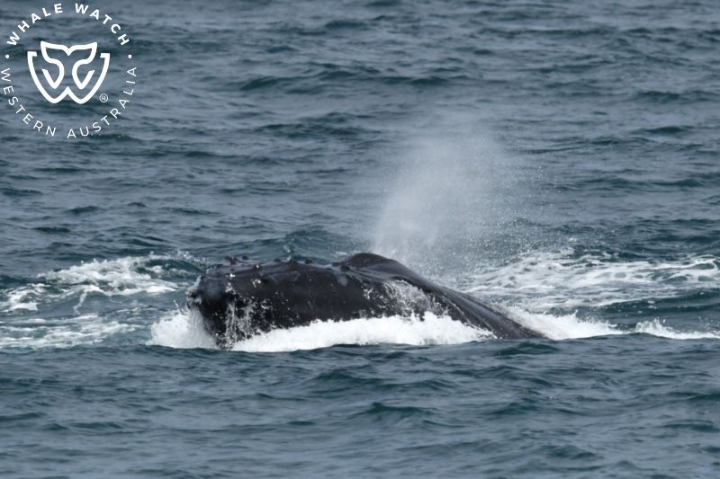 Whale Watch Western Australia
