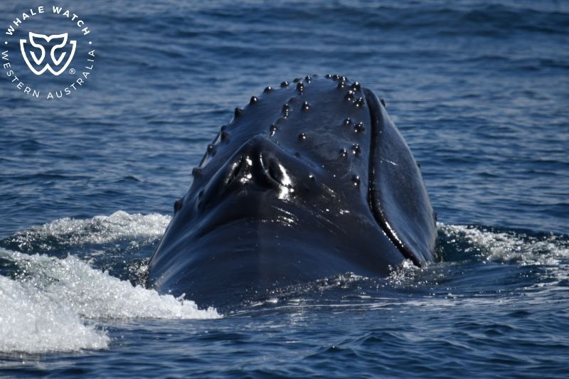 Whale Watch Western Australia