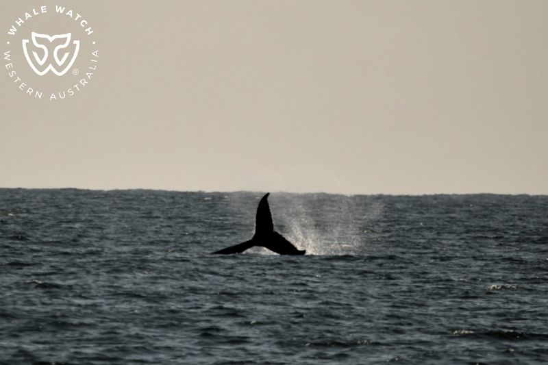 Whale Watch Western Australia