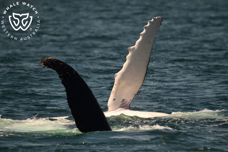 Whale Watch Western Australia