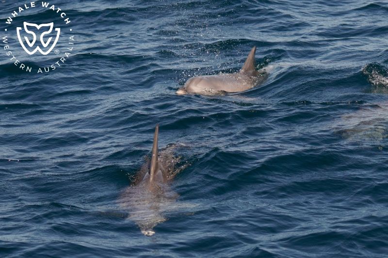 Whale Watch Western Australia