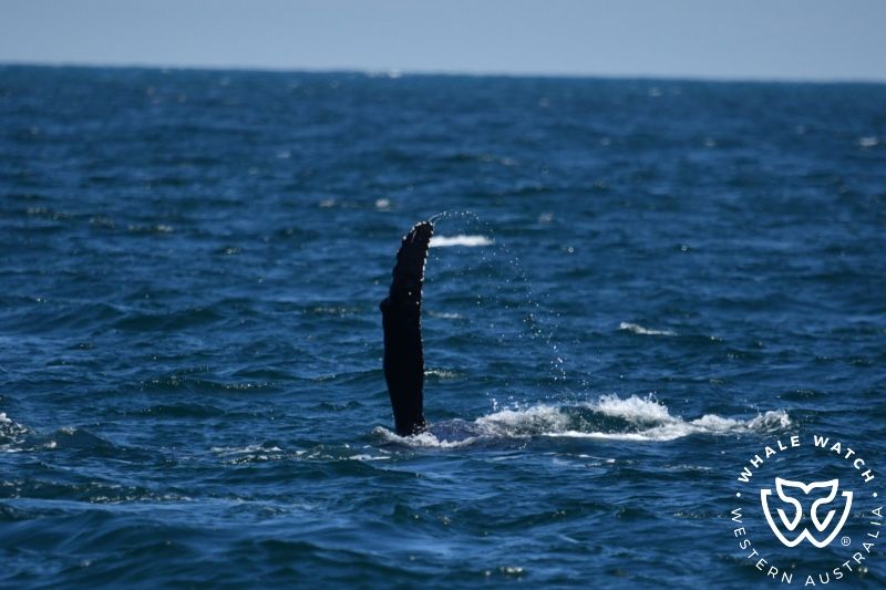 Whale Watch Western Australia