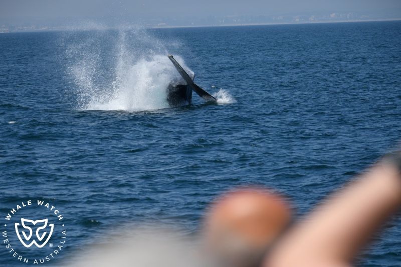 Whale Watch Western Australia