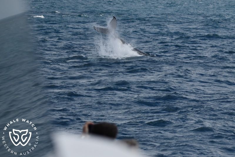 Whale Watch Western Australia