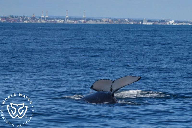 Whale Watch Western Australia