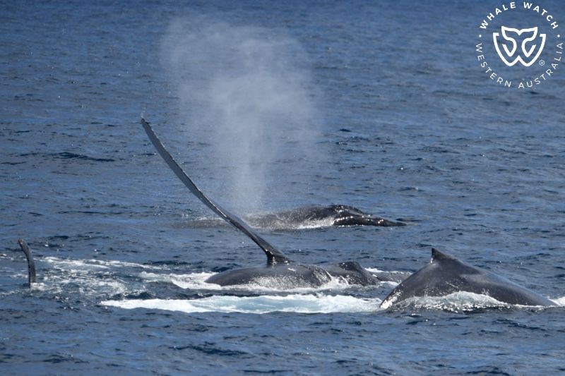 Whale Watch Western Australia