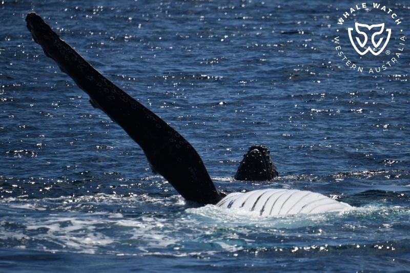 Whale Watch Western Australia