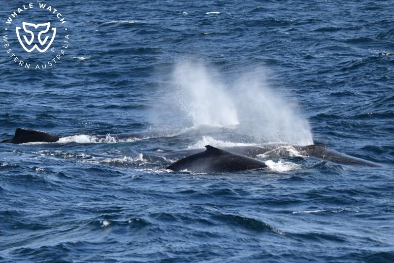 Whale Watch Western Australia