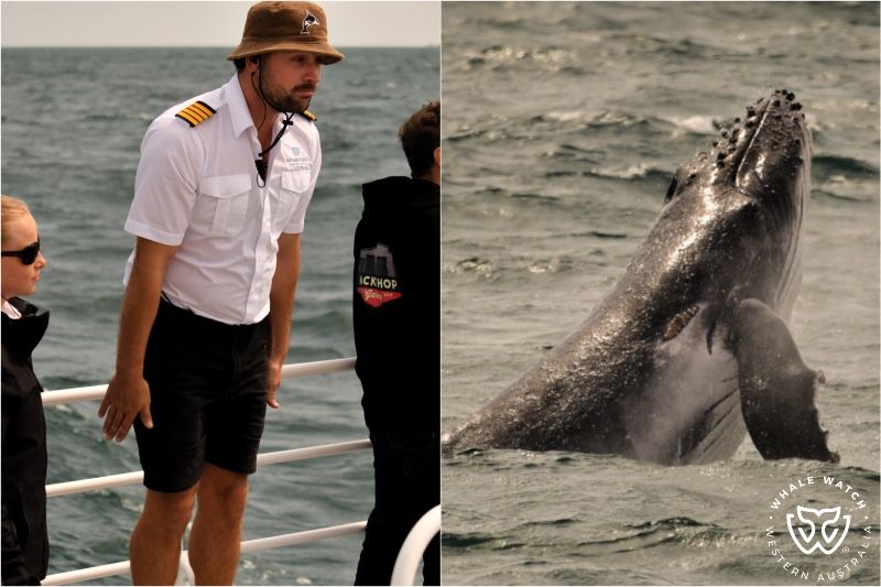 Whale Watch Western Australia
