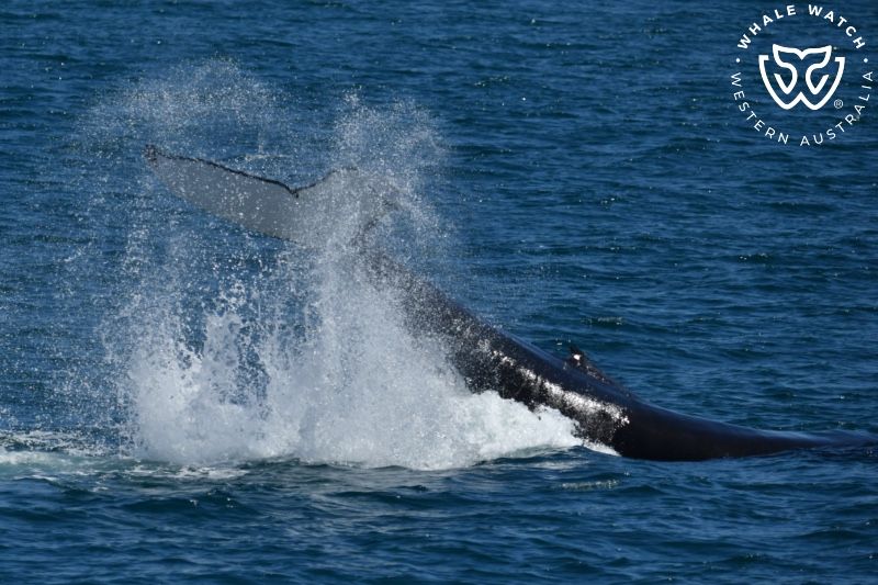 Whale Watch Western Australia