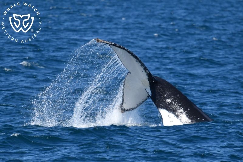 Whale Watch Western Australia