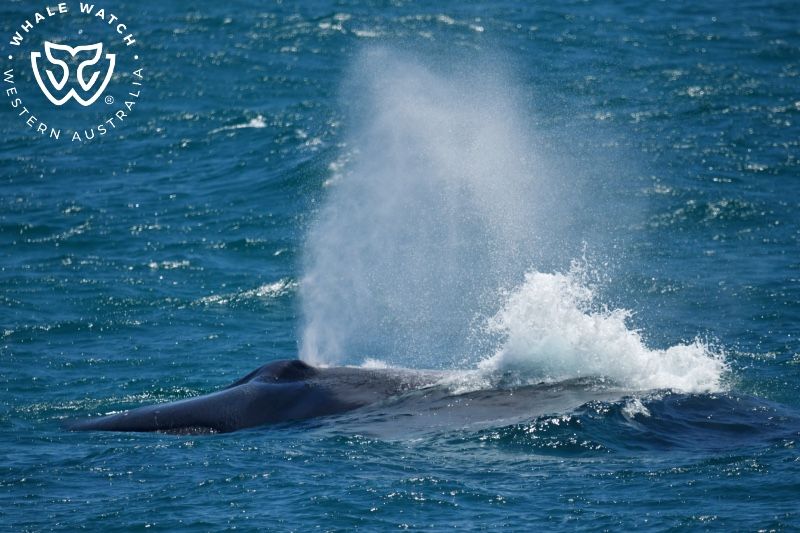 Whale Watch Western Australia