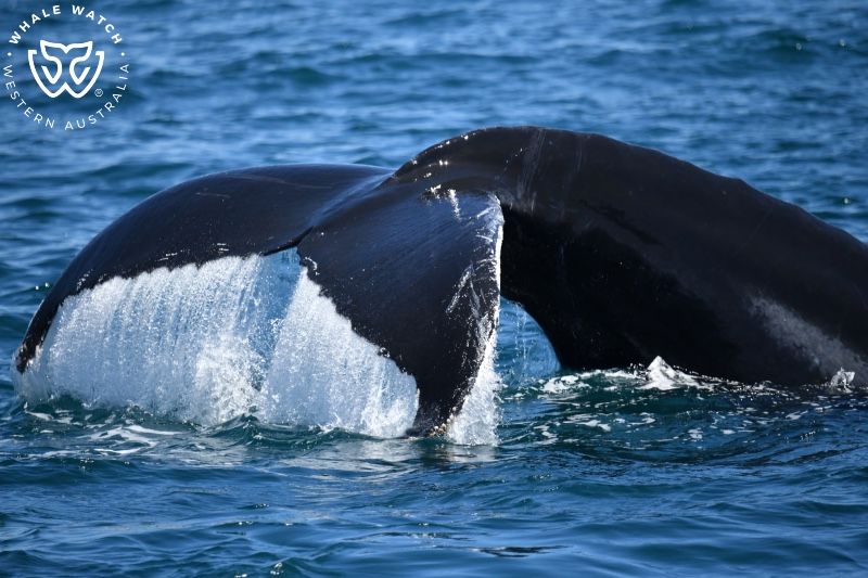 Whale Watch Western Australia