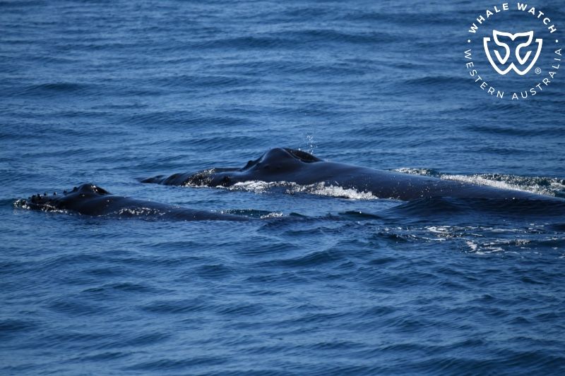 Whale Watch Western Australia