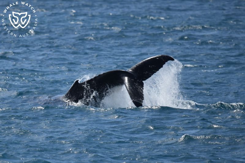 Whale Watch Western Australia