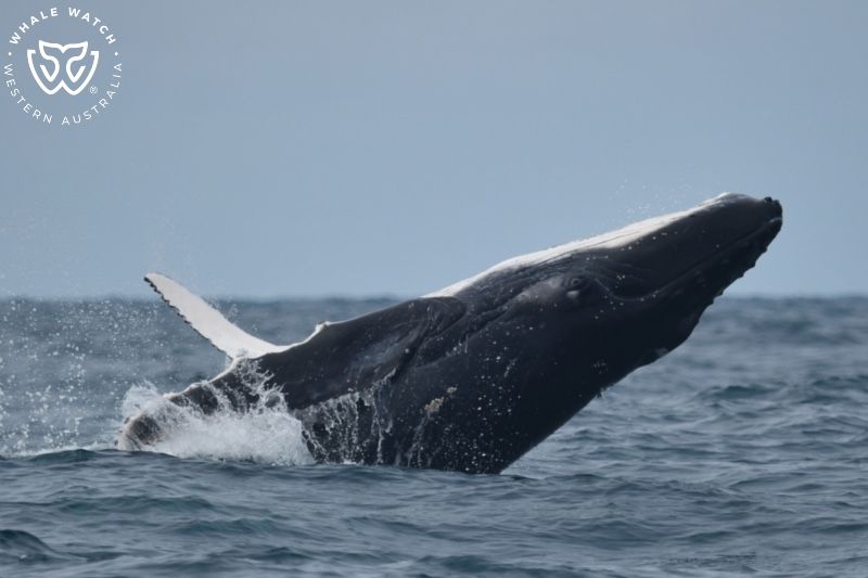 Whale Watch Western Australia