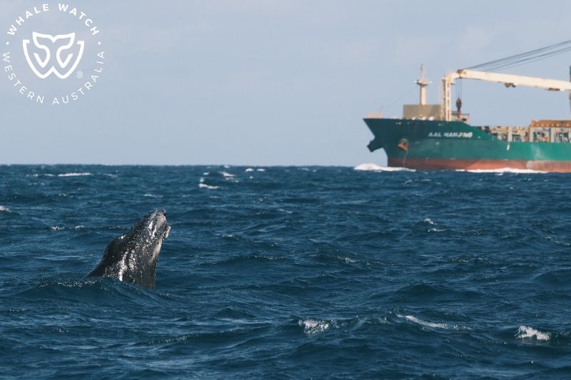 Whale Watch Western Australia