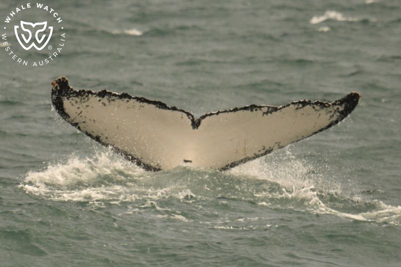 Whale Watch Western Australia