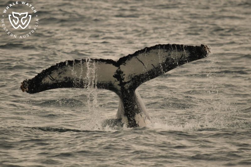 Whale Watch Western Australia
