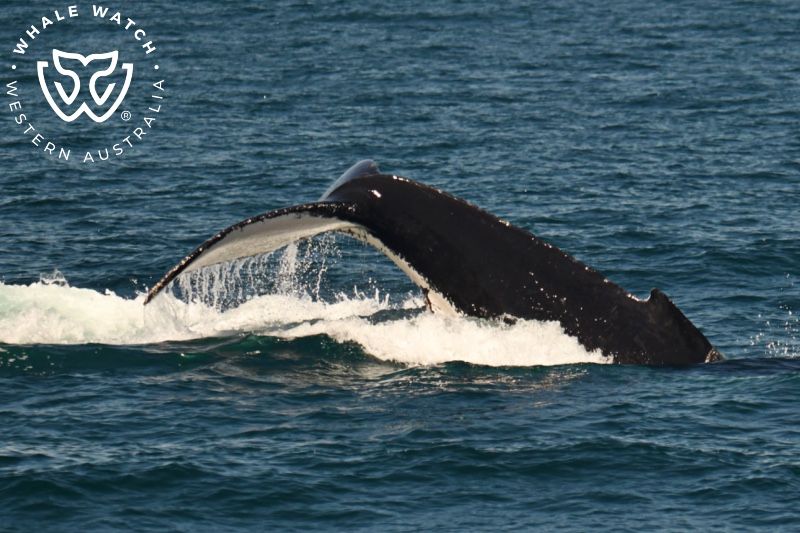 Whale Watch Western Australia