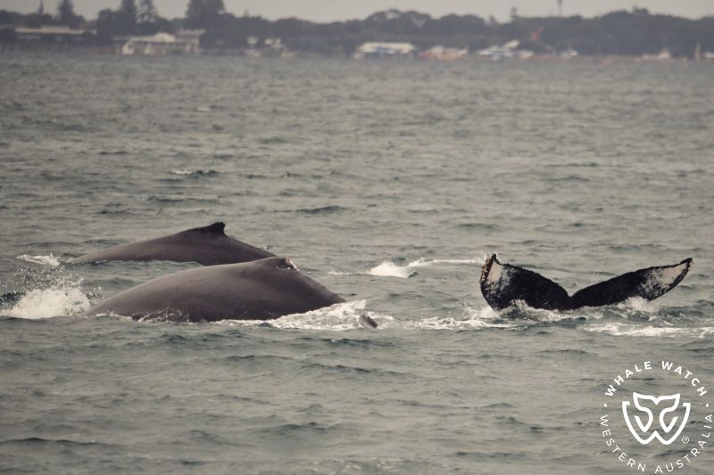 Whale Watch Western Australia